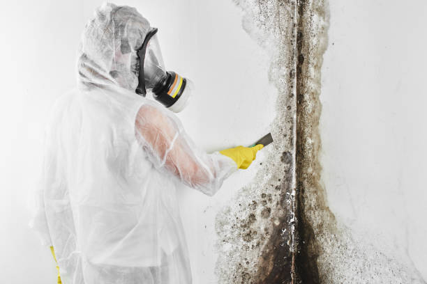Best White Mold Remediation in Wakefield, VA