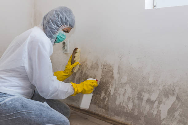 Best Insurance-Related Mold Remediation in Wakefield, VA