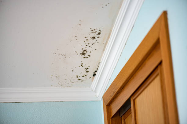 Professional Mold Remediation in Wakefield, VA