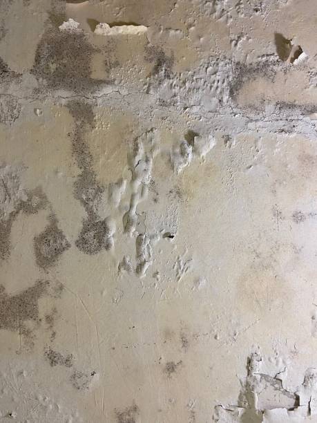 Best Basement Mold Remediation in Wakefield, VA