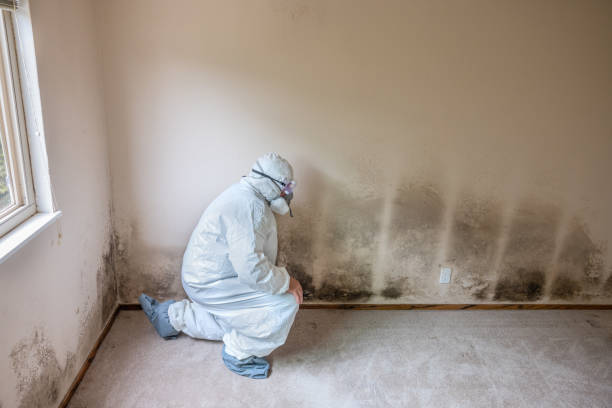 Best Emergency Mold Remediation in Wakefield, VA