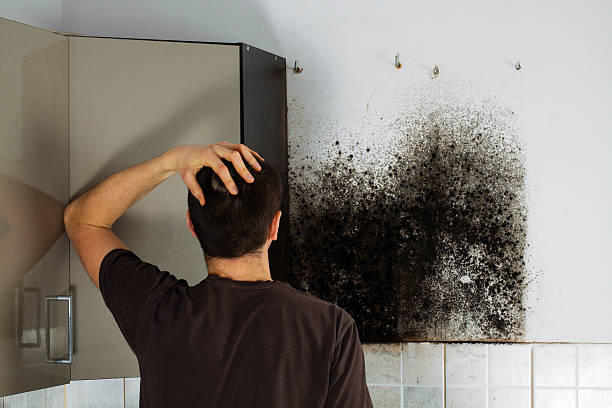 Best Commercial Mold Remediation in Wakefield, VA